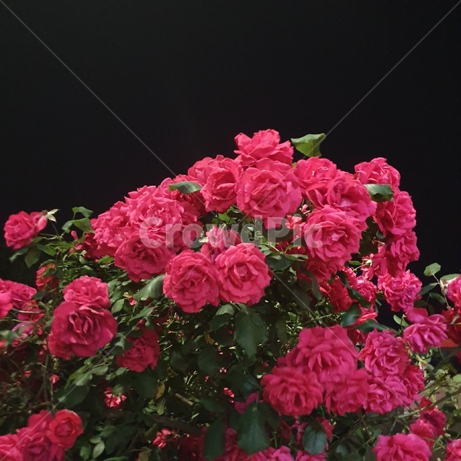 장미,하늘,밤,장미꽃,꽃,밤하늘,flower,rose,자연,우아한,화려한,게절,식물