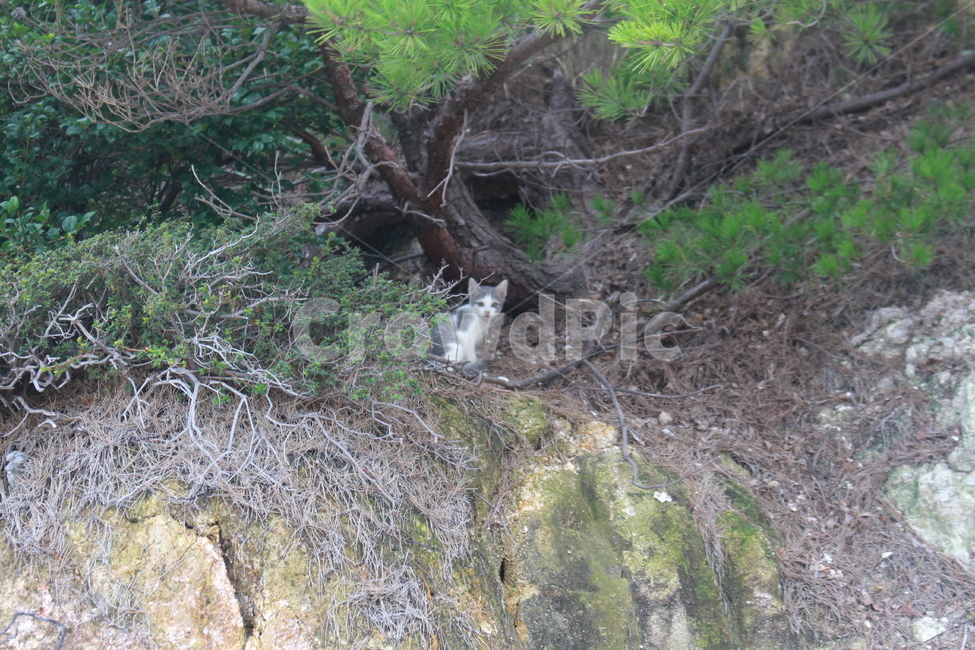 길거리,거리,산속,산속고양이,길고양이,겨울,동물,animal,포유류,mammal,고양이,cat,kitten,kitty