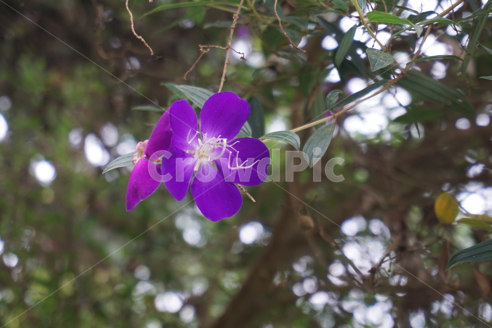 들꽃,꽃,보라색꽃,보라꽃,예쁜꽃,꽃한송이,flower,식물,blossom,야생화,쨍한꽃,비비드,vivid,plant