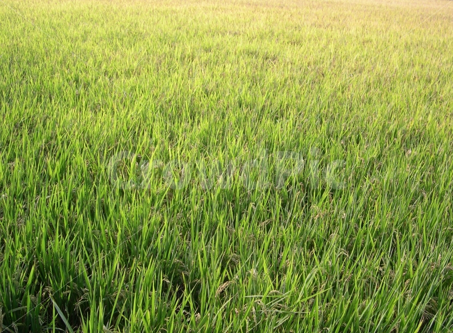 벼,논,쌀,농업,곡물,자연,풍경,nature,landscape,시골,마을,country,rural,town,grass,잔디,plant,식물,field,들