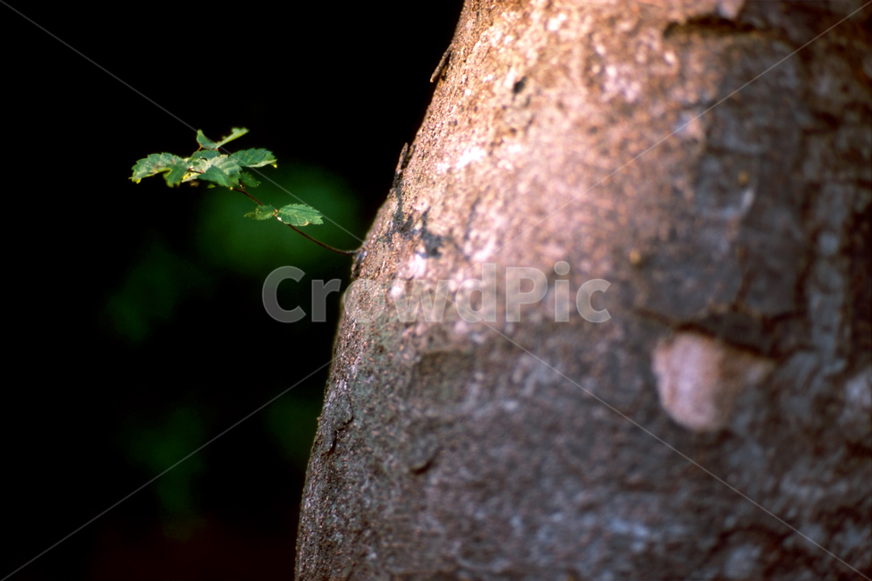 필름,필름사진,필름느낌,필름감성,나무,나뭇가지,잎,식물,햇살,광합성,나무,trees,wood