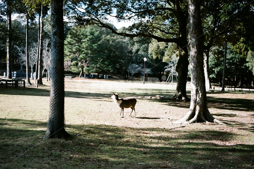 자연,사슴,공원,동물,초록,나무,동물,animal,포유류,mammal