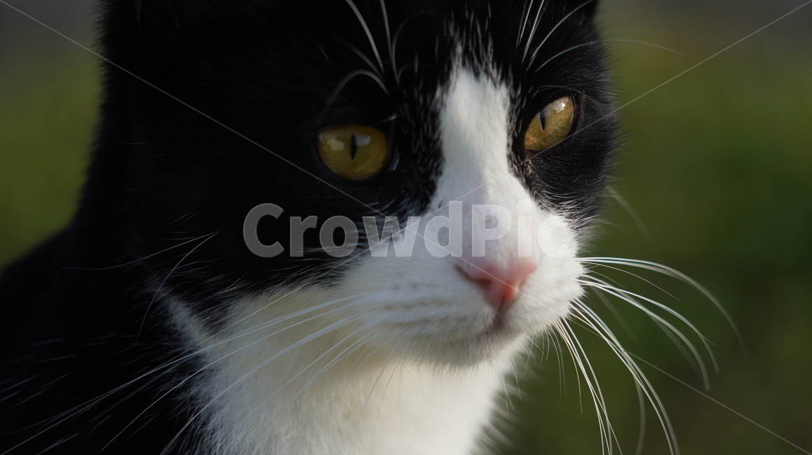 고양이,길고양이,고양이얼굴,cat,애완고양이,검정고양이,동물,animal,포유류,mammal,고양이,cat,kitten,kitty