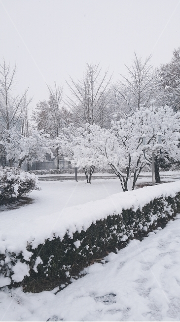 nature,자연,outdoors,옥외,겨울,눈,길,road