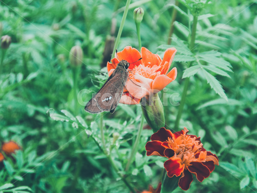 나비,곤충,꽃,자연,봄,계절,식물,자연,plants,nature,꽃,flower,동물,animal,곤충,벌레,insect,bug