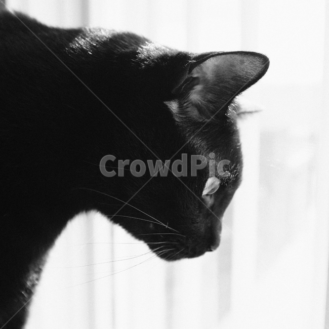 pet,애완동물,animal,동물,cat,검은고양이,blackcat,고양이,mammal,포유류,애완동물,반려묘,애완묘,검은고양이,코리안숏헤어,koreanshorthair,흑백,흑백사진
