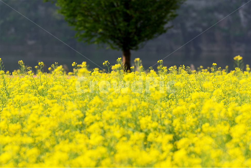노랑,유채꽃,한그루나무,나무,강변,봄,봄,계절,spring,season,식물,자연,plants,nature,꽃,flower,field,들,outdoors,옥외,grassland,목초지
