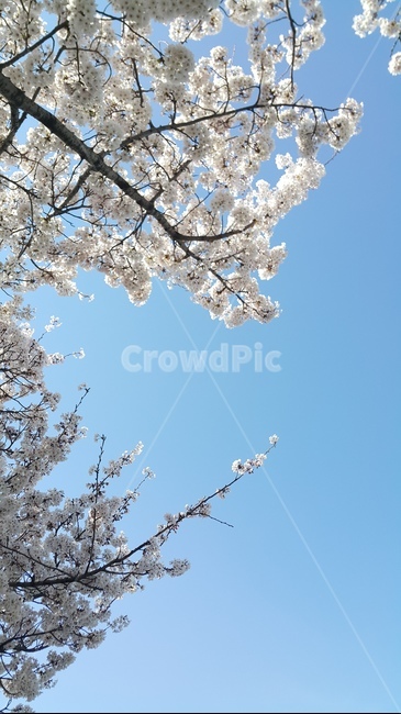 봄,벚꽃,분홍색,꽃,왕벚꽃,벚나무,하늘,봄,계절,spring,season,plant,식물,flower,blossom,cherry blossom