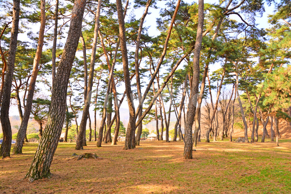 한국자연풍경,소나무,소나무숲,솔잎,솔숲,상록수,나무,피톤치드,힐링,토종,환경,자연,솔방울,줄기,껍질,한국적,pinetree,korean,tree,forest,보호림,공원,숲,청정,plant,식물,tree trunk,나무 줄기