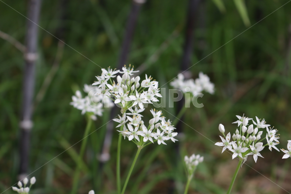 식물,꽃,하얀꽃,잔디,들꽃,식물,자연,plants,nature,꽃,flower