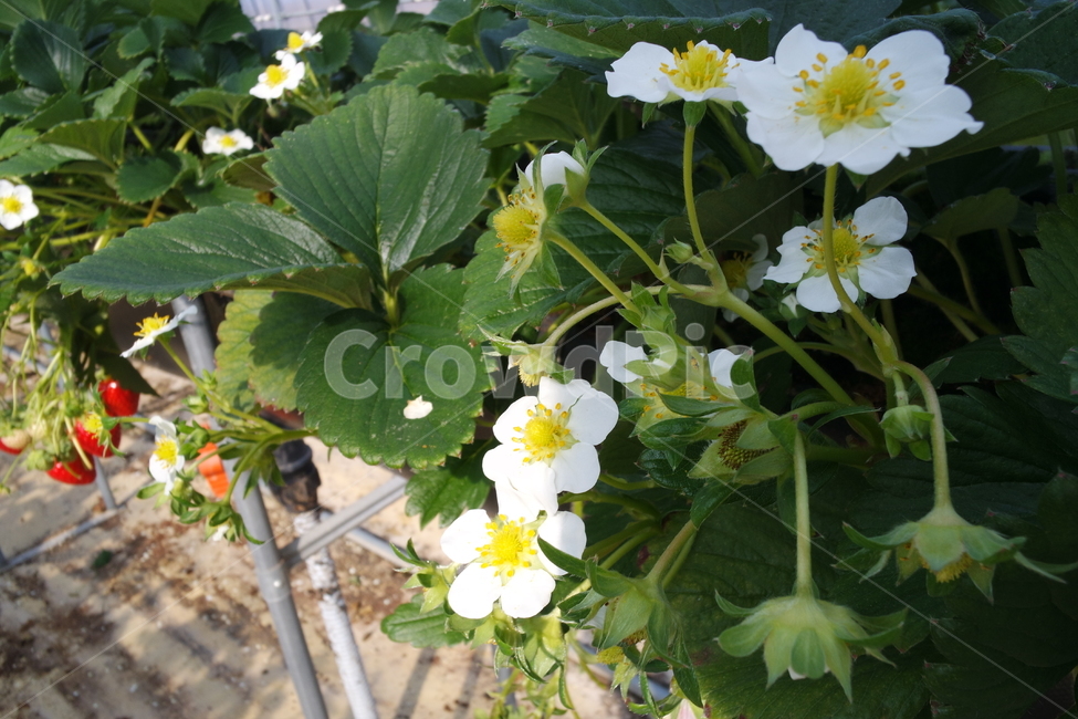 딸기꽃,딸기농장,딸기체험,딸기,plant,식물