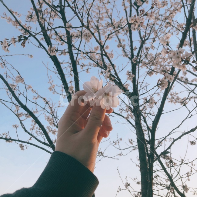 손,벚꽃,배경화면,감성,봄