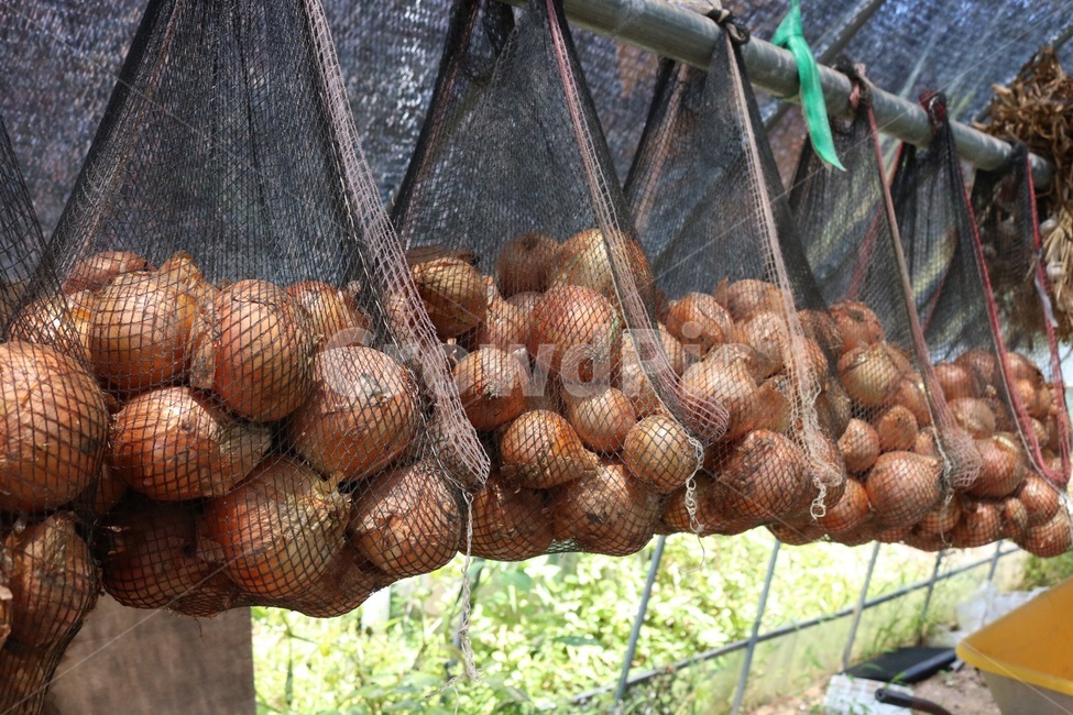 비닐하우스,양파,양파망,망태기,야채,채소,뿌리야채,식물,초록,onion,tamanegi,vegetable,yasai,plants,shokubutsu,green,midori,음식,식재료,요리,food,cook,meal,dishes,food reserves,채소,야채,vegetables,산업,industry,industrial,농업,농사,agriculture,farming,farming industry