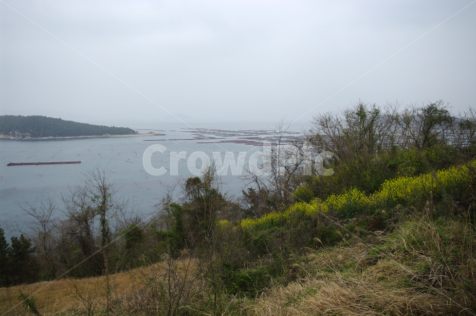 나무,식물,plant,자연,nature,섬,바다,풍경,자연,풍경,nature,landscape,outdoors,옥외,water,물