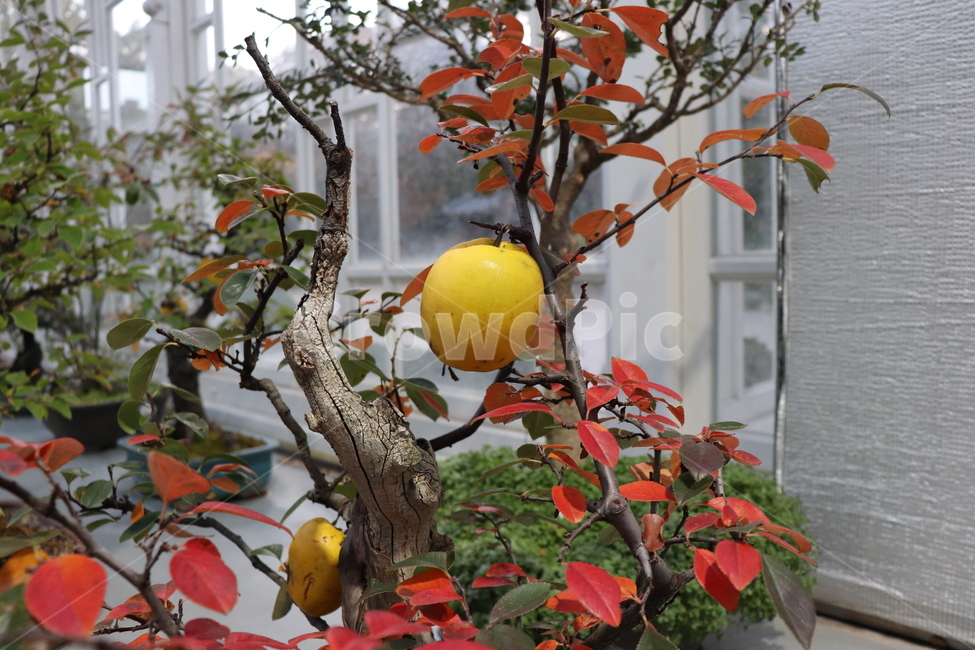 감귤류과일,식물,fruit,과일,열매,모과