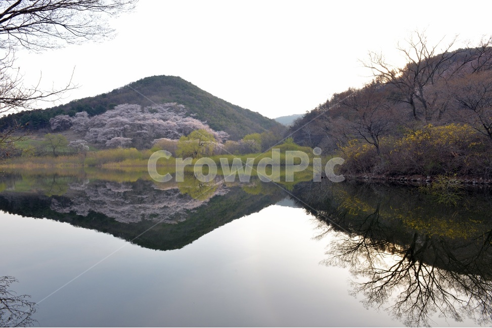 풍경,봄,자연,잔잔함,물가,아름다운,벚꽃,알록달록,봄,계절,spring,season,자연,풍경,nature,landscape,한국자연풍경,한국자연경관,korea nature landscape,water,물,outdoors,옥외