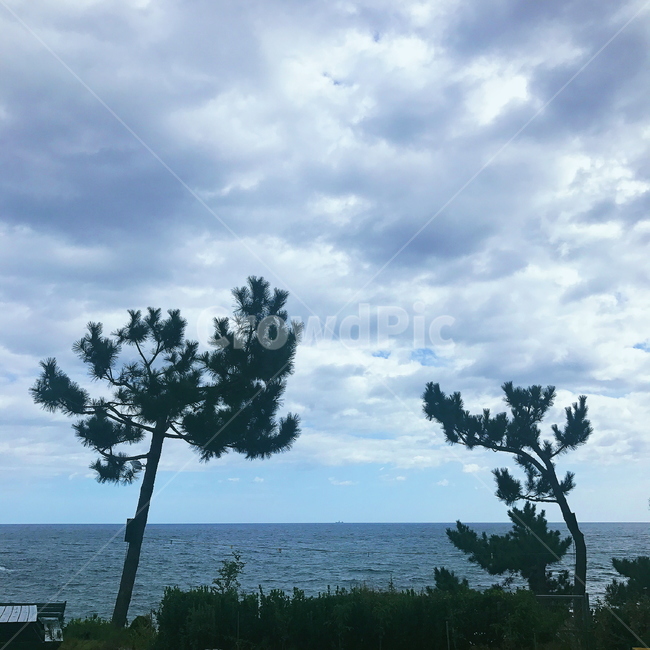 하늘,구름,나무,풀,바다,청량