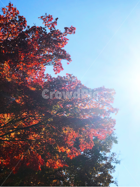 낙엽,가을,햇빛,빨간,나무,가을,계절,fall,autumn,season,tree,plant,식물,leaf,잎,maple,단풍