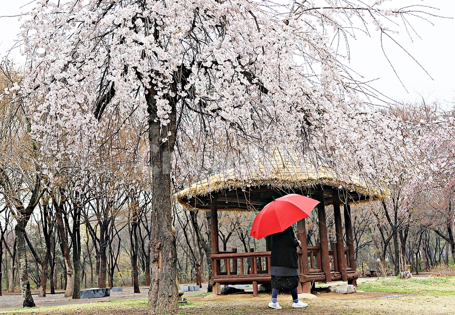 벗꽃,꽃,인천대공원,풍경,자연,배경