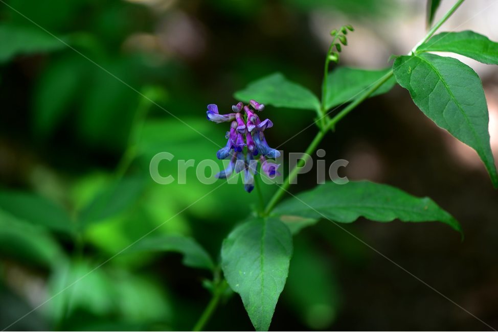 나비나물,야생화,꽃,식물,자연,생태,플라워,flower,plants,nature,식물,자연,plants,nature,꽃,flower
