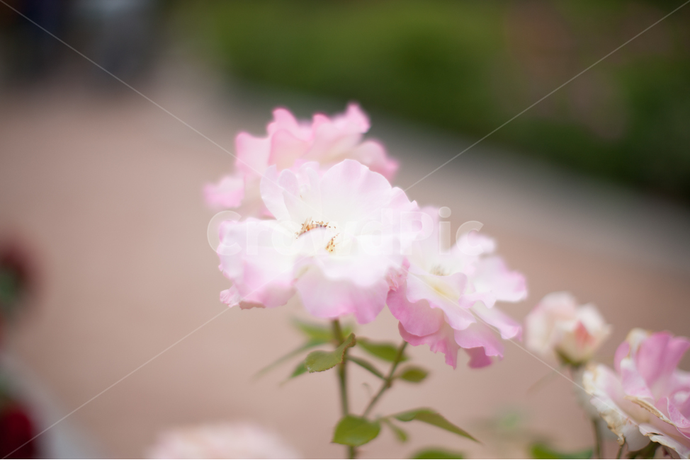 여름꽃,봄꽃,화사한꽃,들꽃,꽃잎,야생화,관상화