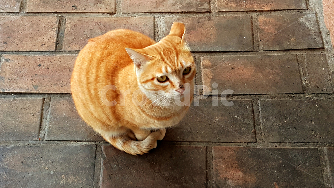 고양이,cat,animal,동물,mammal,포유류,pet,애완동물,동물,animal,포유류,mammal,고양이,cat,kitten,kitty