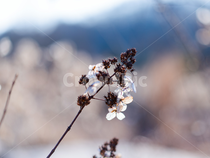 꽃잎,아웃포커싱,plant,식물,blossom,꽃,계절,가을,겨울,자연,힐링,winter,winterflower,flower,season,겨울꽃,가을꽃