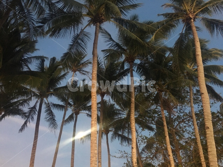 야자수,야자나무,coconuttree,코코넛나무,나무,trees