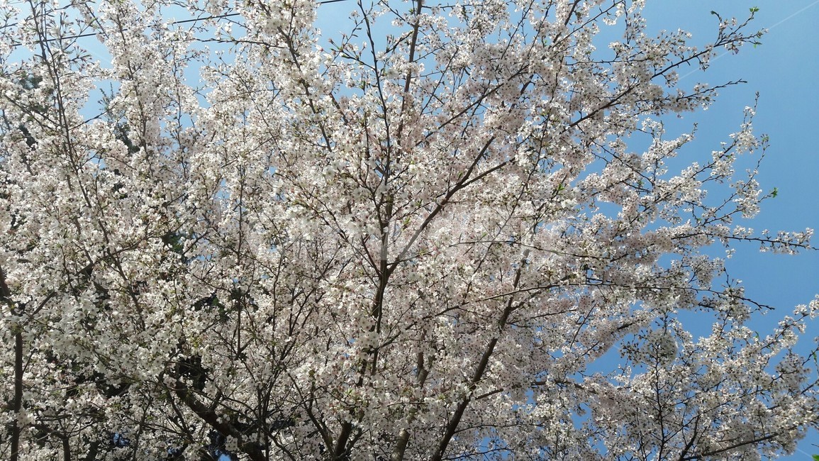 식물,plant,꽃,blossom,flower,벚꽃,cherryblossom,하늘,풍경,봄,계절,spring,season,식물,자연,plants,nature,꽃,flower