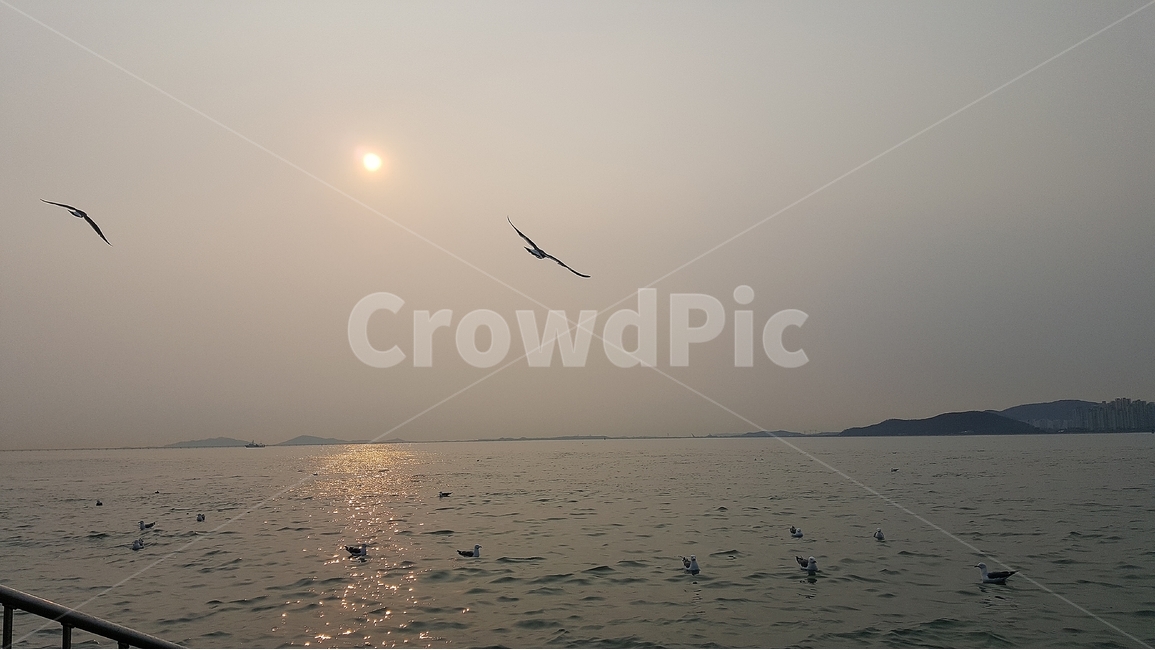 바다,노을,갈매기,인천,풍경,sea,자연,풍경,nature,landscape,동물,animal,조류,새,birds,adventure,모험,leisure activities,레저 활동,bird