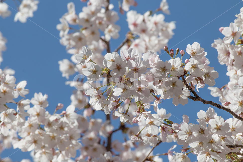 꽃,flower,blossom,벚꽃,봄