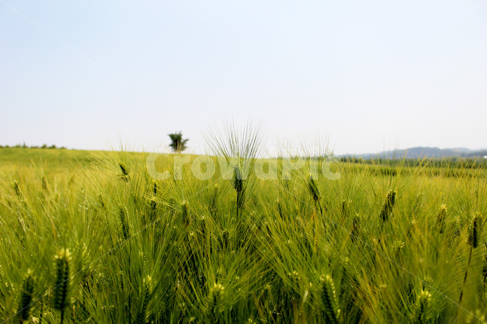 풀,들판,청보리밭,초록벌판,청보리,자연,풍경,nature,landscape,field,들,outdoors,옥외,grassland,목초지