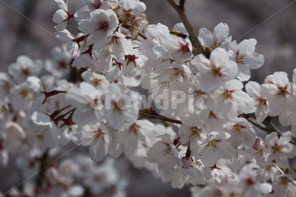 벚꽃,꽃,봄,분홍색,하얀색,갈색,계절,색깔,식물,자연,cherryblossom,pink,brown,white,flower,spring,season,color,plant,nature,봄,계절,spring,season,식물,자연,plants,nature,꽃,flower,blossom