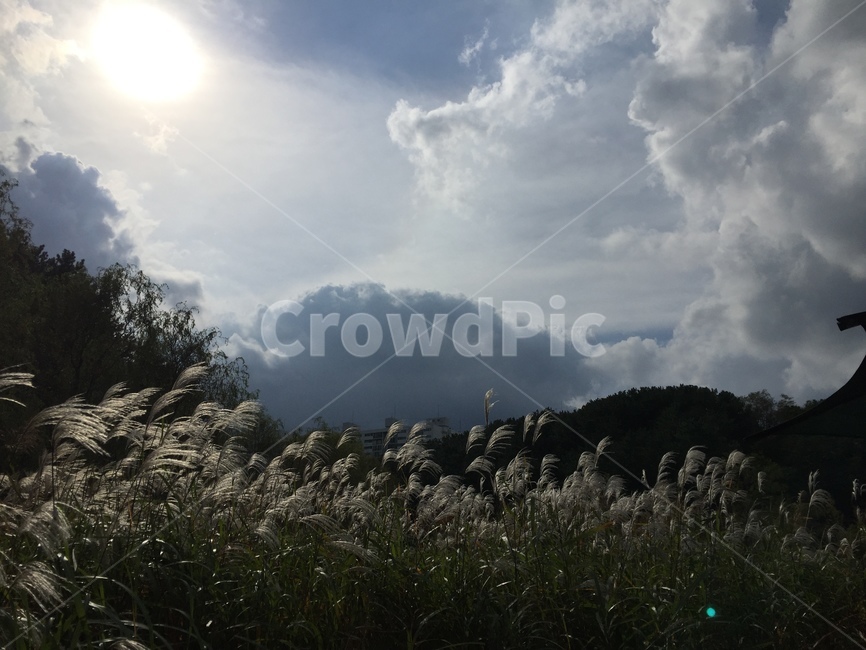 자연,하늘,억새,nature,silvergrass,가을,계절,fall,autumn,season,자연,풍경,nature,landscape,grass,잔디,plant,식물,lawn,reed,갈대