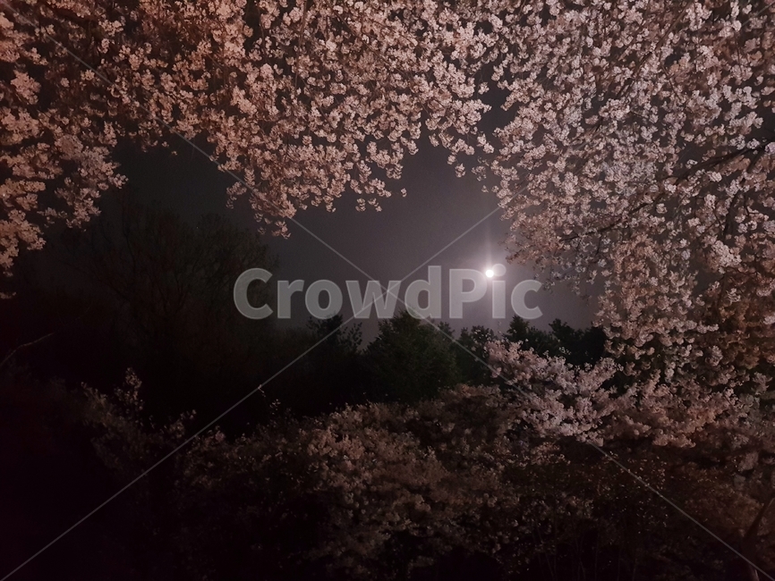 벚꽃,야경,달,밤벚꽃,고즈넉한,식물,자연,plants,nature,꽃,flower