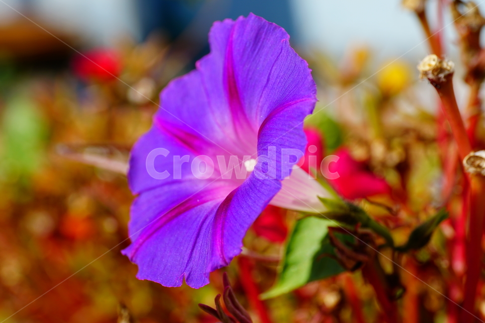 나팔꽃,꽃,플라워,flower,식물,자연,plants,nature,lobedleafpharbitis,morningglory,가을,fall,autumn,10월,october,closeup,접사,클로즈업,식물,자연,plants,nature,꽃,flower