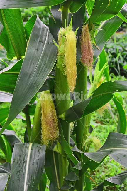 농업,옥수수,콘,농작물,먹거리,음식,식용,밭농사,농사,식재료,food,farming,corn,잎새,7월,작물,재배,시골,야외,들녘,옥수수수염,약용,배경,백그라운드,바탕,산업