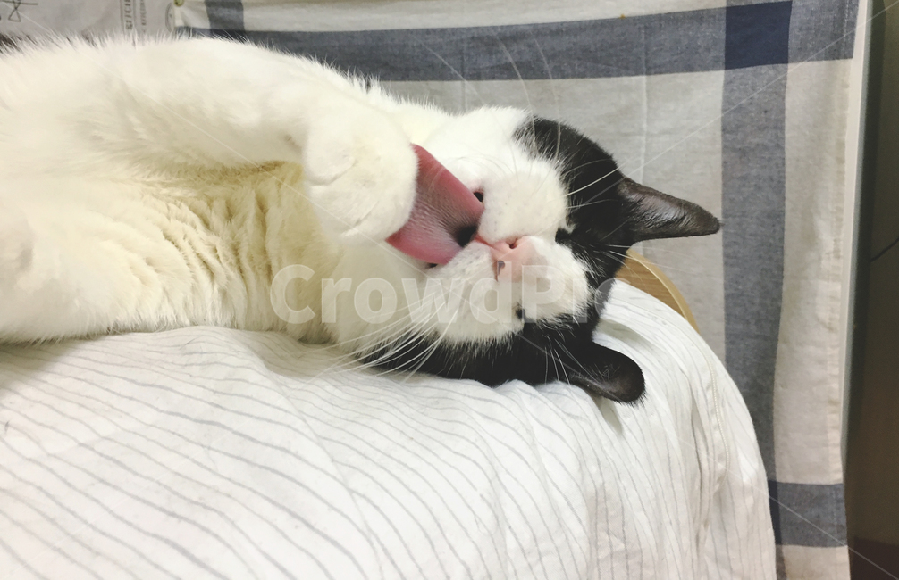 고양이,코숏,반려동물,반려묘,동물,눕기,그루밍,혀,혓바닥,앞발,깨끗,세수