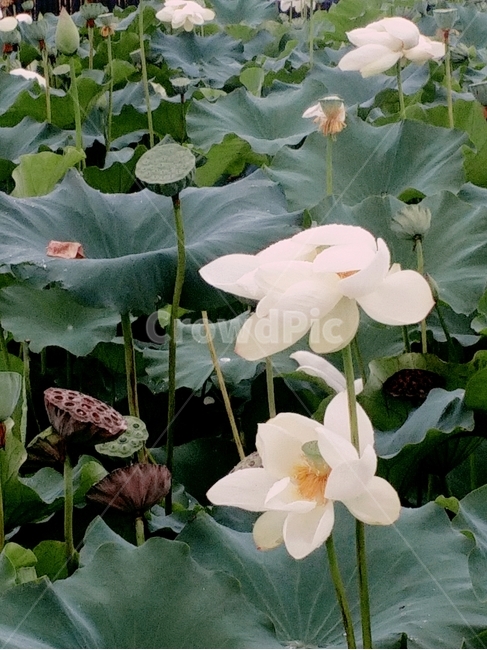 연꽃,lotus,꽃,자연,감성,여름,색감,아름다움,flower,식물,plants,nature,정물,비,장마,연잎,꽃봉오리,우아,접사,연밭,수생,연꽃축제,피어나다,녹색,잎,계절,lotusleaf,bloom,blossom,leaf,연,습지