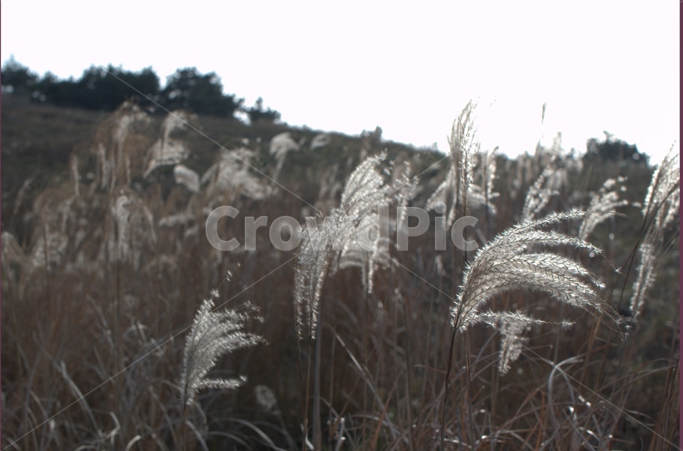 plant,식물,갈대,자연,nature