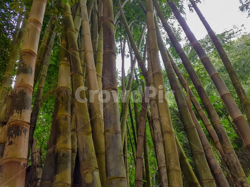 대나무,자연,대나무숲,식물,자연풍경,배경,바탕,오래된,마디,초록,Bamboo,Bature,Plant,Naturallandscape,background,Texture,Green,식물,자연,plants,nature,나무,trees,wood