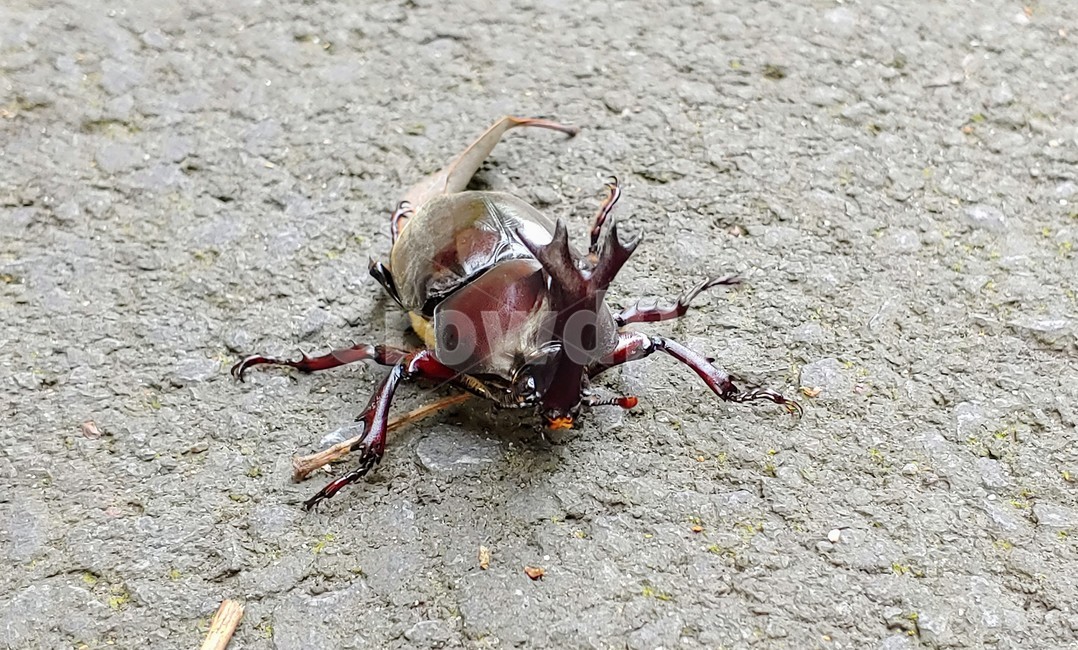 장수풍뎅이,장수풍뎅이수컷,큰뿔장수풍뎅이,trypoxylusdichotomus,koreanrhinocerosbeetle,코뿔소벌레,투구벌레