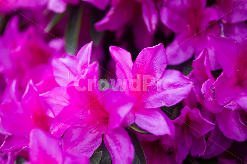 azaleain,spring,warm,purple,봄,진달래,따뜻한,보라색,blossom,flower,꽃,plant,식물