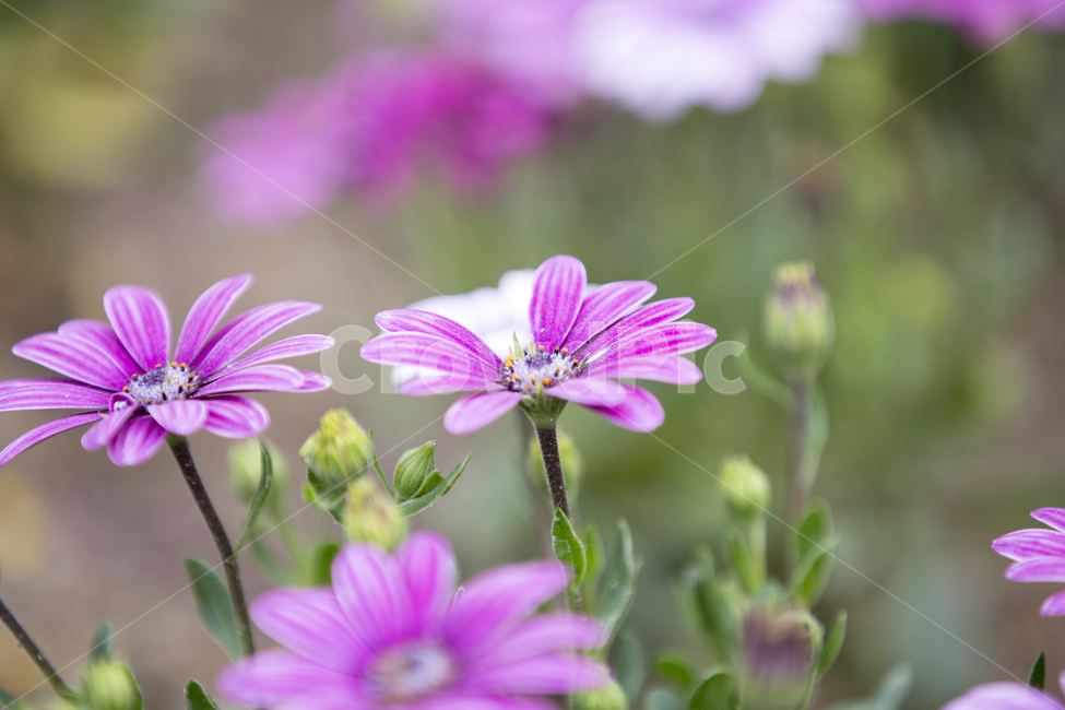 오스테오스펄멈,플라워,꽃,야생화,아프리칸데이지,숲,정원,가든,garden,flower,daisy,forest,wildflower,꽃말,색깔,color,osteospermum,식물,자연,plants,nature,꽃,flower
