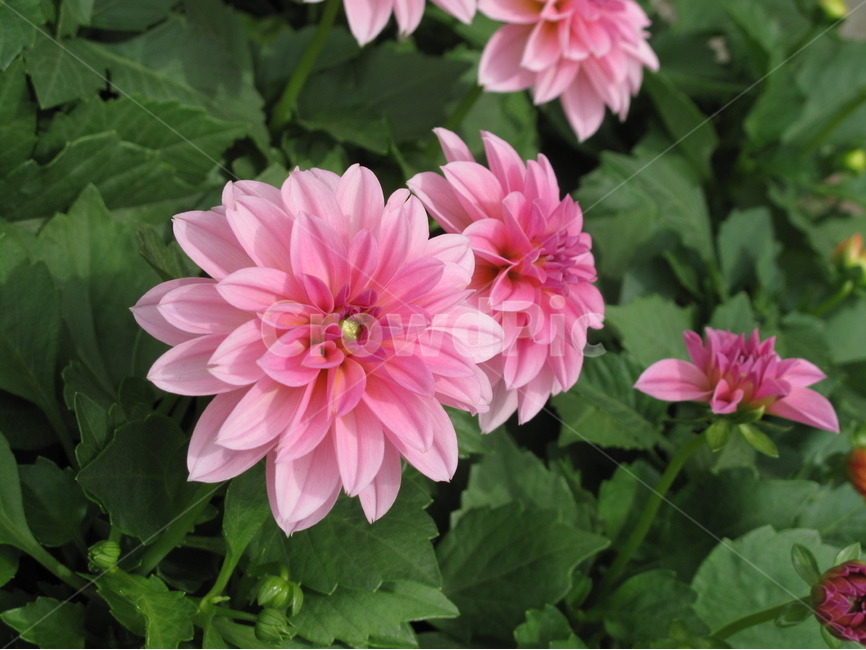 야생화,분홍,꽃,식물,개화,자연,pink,flower,plant,nature,식물,자연,plants,nature,꽃,flower