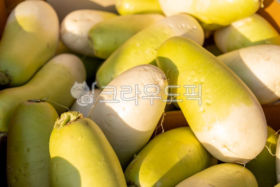 food, 음식, radish, 무, vegetable, 사진,이미지,일러스트,캘리그라피 - Spro17작가