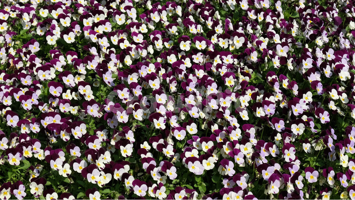 봄,꽃,팬지,식물,보라색,흰색,purple,노랑,plant,flower,blossom,spring