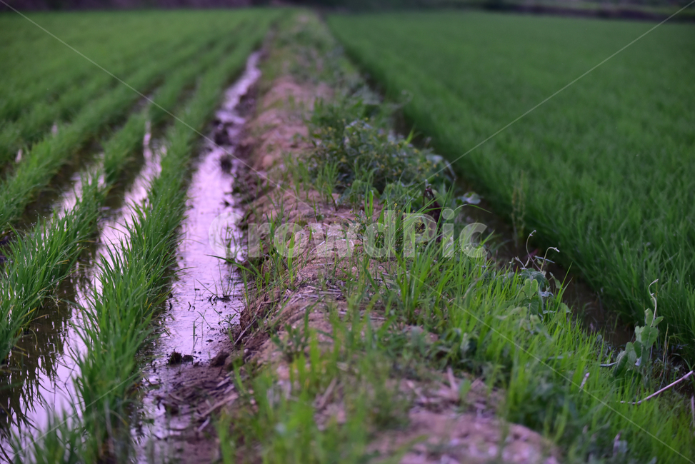 모,벼,논,논농사,벼농사,농사,재배,녹색,초록,농촌,시골,잘자란,village,rice,ricefield,farming,green,농업,농사,agriculture,farming,farming industry