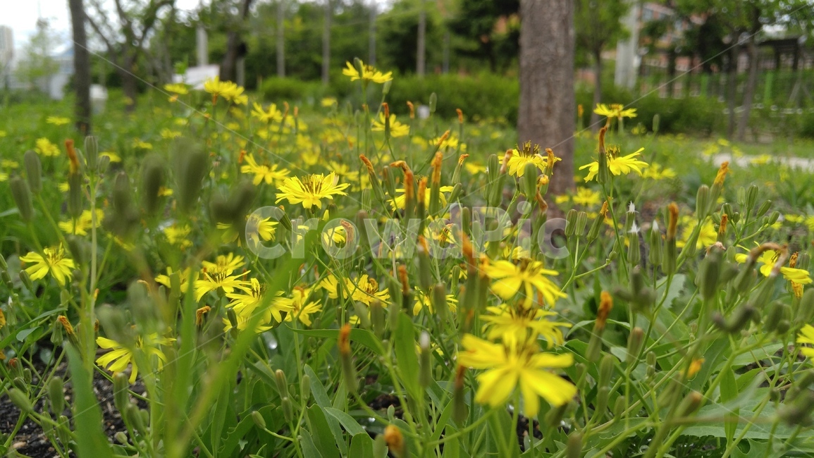 노랑선씀바귀,꽃,노랑꽃,노랑색,녹색,들꽃,식물,배경,감성,계절,flower,yellowflower,yellow,green,wildflower,plants,background,emotional,season
