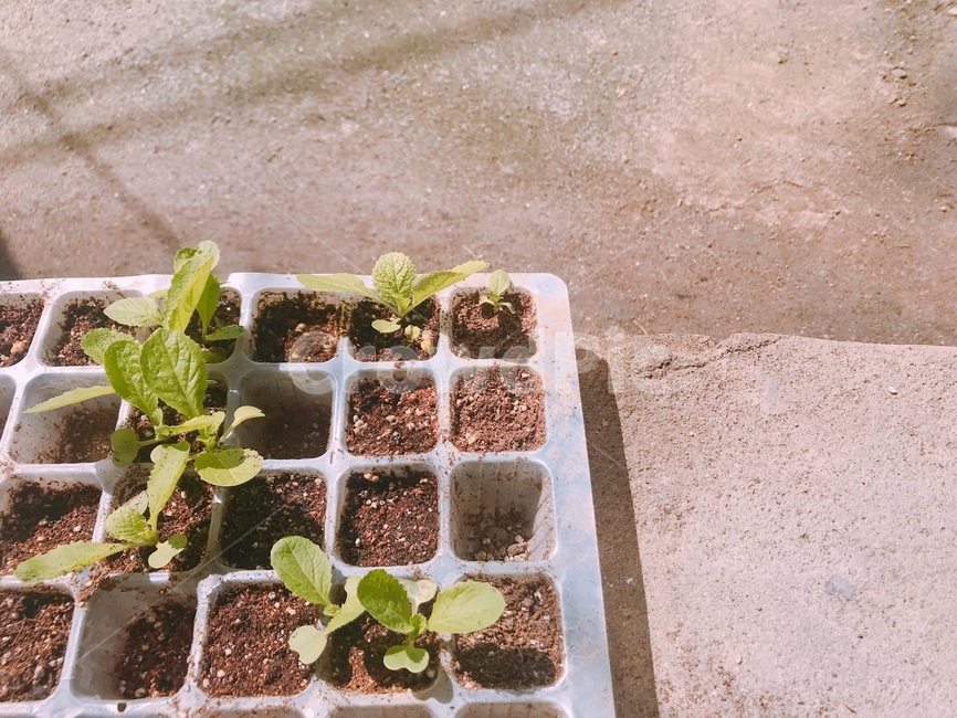 화분,새싹,pollen,가을,fall,시골,힐링,휴식,안정,healing,식물,자연,plants,nature,실내용화초,화분,화초,house plant